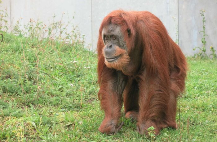 Tiere aus der Wilhelma in Stuttgart: Orang-Utans  sind in  belgischem Zoo  angekommen