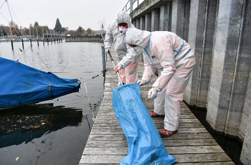 Zwei Mitarbeiter des städtischen Baubetriebsamtes hieven im Yachthafen von Friedrichshafen am Bodensee  mit einem Kescher eine tote Ente in einen Müllsack. Foto: dpa