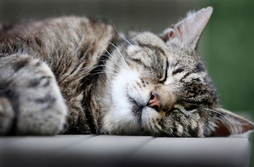 Können Therapie-Katzen für den Menschen nützlich sein? Foto: dpa
