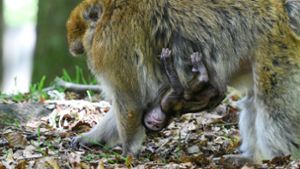 Eine Affenmutter trägt ihr Baby unter dem Bauch. Foto: dpa/Felix Kästle