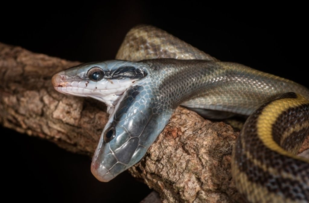 Eine Schlange mit zwei Köpfen gibt es zurzeit im Rostocker Zoo zu sehen.
