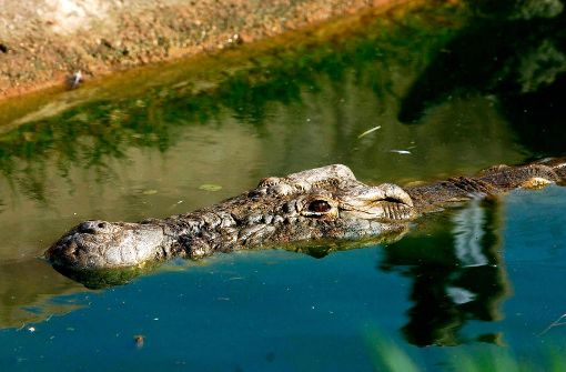 In Australien haben sich vier Männer in Gefahr gebracht, indem sie in eine Krokodilfalle geklettert sind. (Symbolbild) Foto: EPA