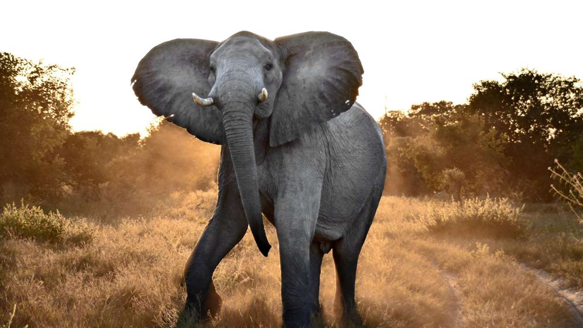 Reisen in Botsuana: Elefantenballett am Morgen