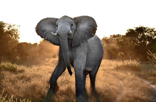 Wenn ein Elefant scheinbar tanzt, ist das eine  Drohgebärde. Er will zeigen,  dass er beweglich genug ist, um ein am Boden liegendes Wesen mit seinen Stoßzähnen töten zu können. Foto: /Ute Müller