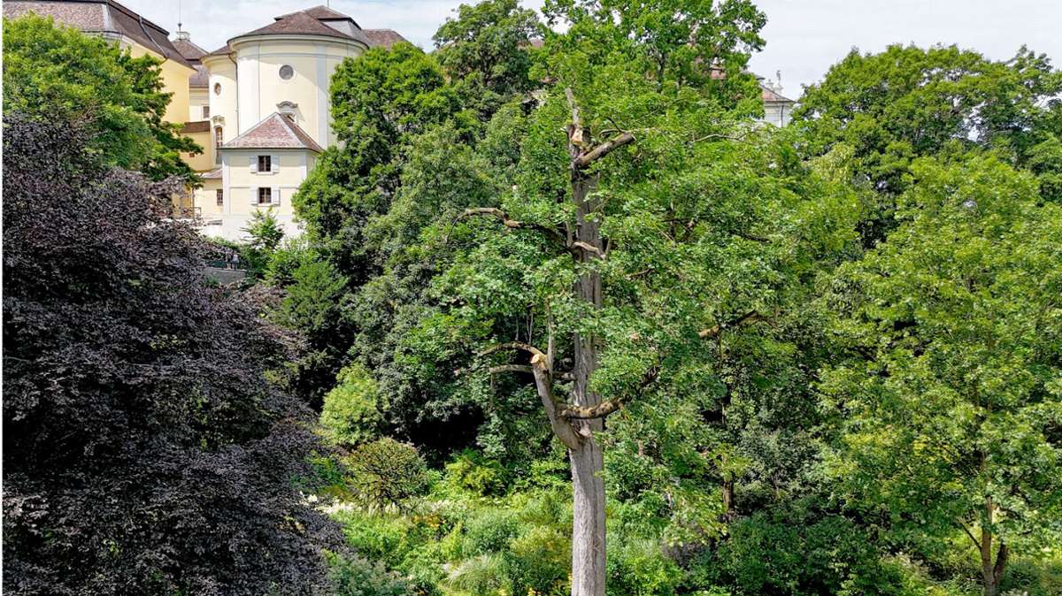 Belastigung Durch Herabfallende Bluten
