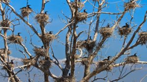 Kormoran-Nester auf  einem Baum (Archivbild) Foto: IMAGO/Design Pics/IMAGO/Porojnicu Stelian