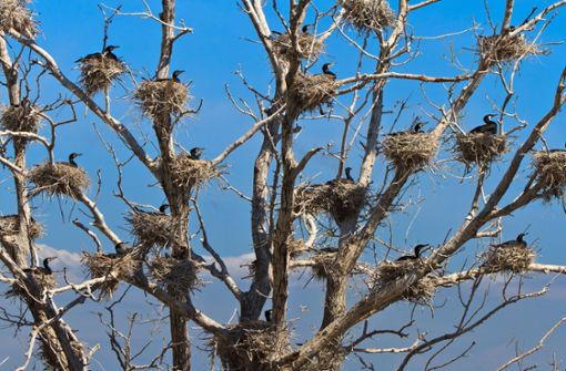 Kormoran-Nester auf  einem Baum (Archivbild) Foto: IMAGO/Design Pics/IMAGO/Porojnicu Stelian