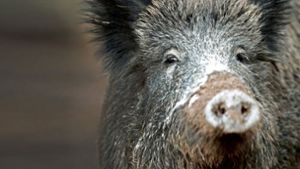 Wildschwein flüchtet vor Treibjagd in Wohngebiet und wird erschossen