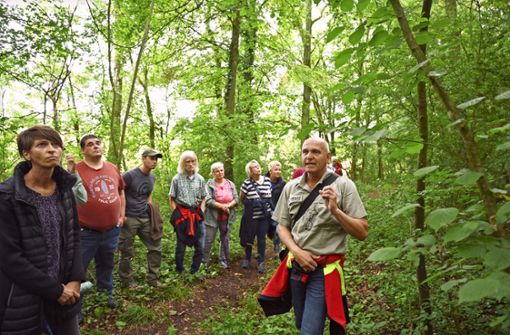 Revierförster  Jürgen Weis erklärte bei einer Begehung im Steinheimer Kälblingswald, wie es um die Bäume bestellt ist. Foto: Werner Kuhnle