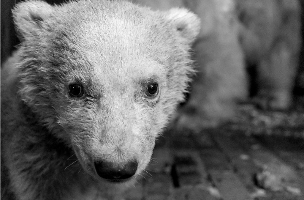 Das Foto zeigt Eisbär Fritz letzte Woche im Berliner Tierpark. (Archivfoto)