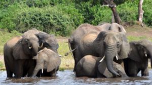 Botsuana erlaubt wieder Jagd auf Elefanten