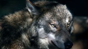 Für Thomas Faltin stellt die Zunahme der Wolfspopulation in Deutschland keinen Grund für Panik dar. Foto: dpa