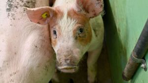 Wie kam es zum dramatischen Ausbruch der Schweinepest?