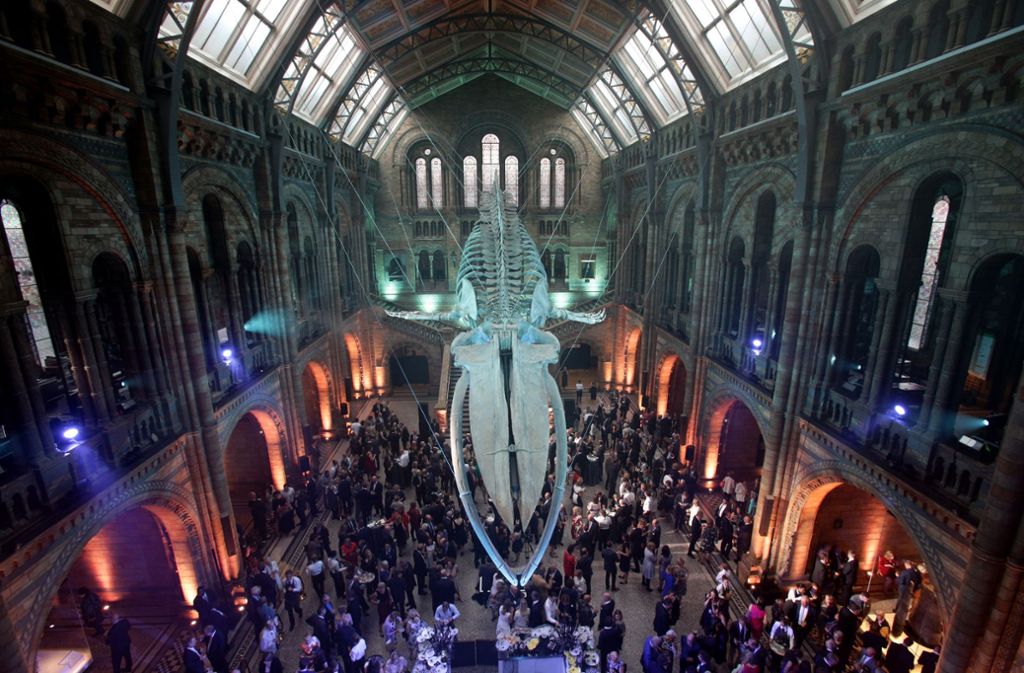 Im Natural History Museum in London wurde am Donnerstagabend die Hintze Hall wiedereröffnet.