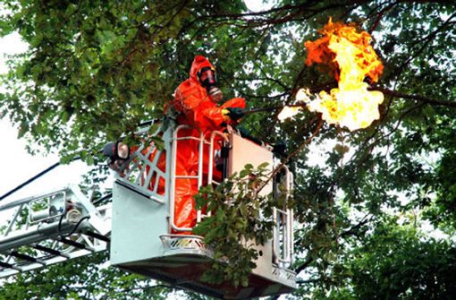 Der Eichenprozessionsspinner kann zu einer echten Plage werden. 2007 bekämpfte die Böblinger Feuerwehr die Gespinste sogar mit der Gasflamme, anders ging es nicht. Foto: Bischof
