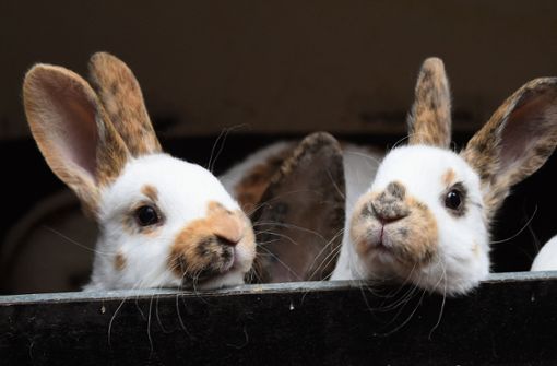 Kaninchen benötigen jetzt dringend eine kühle Umgebung Foto: dpa