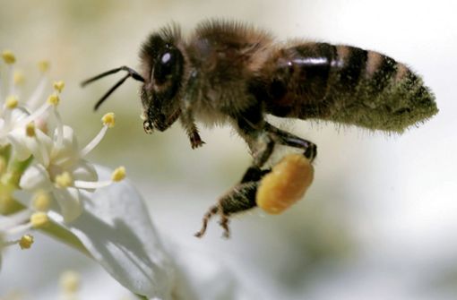 Eine Biene sammelt Pollen und Nektar an einer Blüte  – doch sie soll zu weit mehr fähig sein, meint die Polizeigewerkschaft. Foto: picture-alliance/ dpa