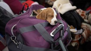 Polen, Medyka: Ein Hund schläft nach der Flucht aus der Ukraine nach Polen in einer Tasche. Foto: dpa/Daniel Cole