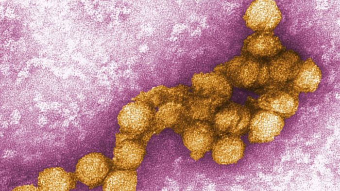 West-Nil-Virus etabliert sich in Deutschland