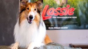 Treuer Blick und wuscheliges Fell: Lassie erobert die Herzen der Hundefans im Sturm. Foto: dpa/Sven Hoppe