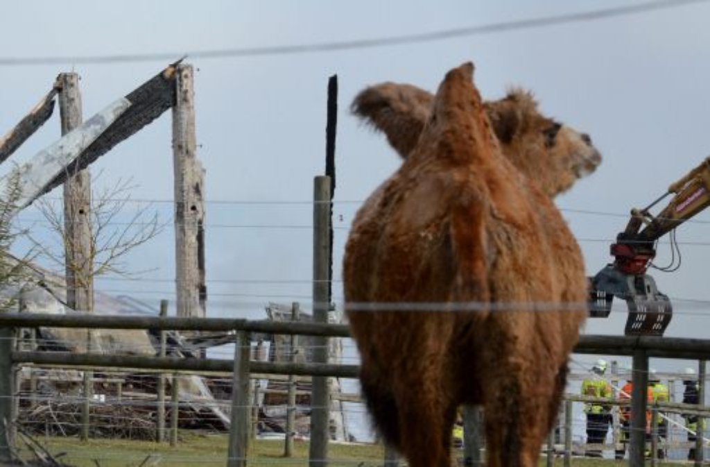 Bei dem Brand auf der Kamelfarm Ende Januar hatten nur ein paar Tiere überlebt. Nach Schätzungen entstand zudem ein Schaden zwischen einer und zwei Millionen Euro.