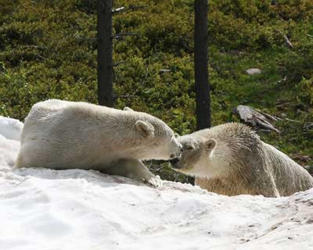 ... wo er sich im Bärenpark Orsa nach einer Eingewöhnungsphase in ein Liebesabenteuer mit Eisbärendame Ewa stürzt.