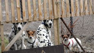 Die Hundemarke wird in Kernen nicht teurer – das freut die Halter. Foto: Patricia Sigerist