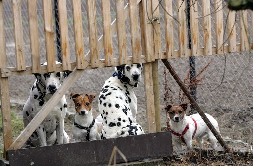 Die Hundemarke wird in Kernen nicht teurer – das freut die Halter. Foto: Patricia Sigerist