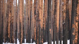 Durch einen Brand geschädigte Kiefern stehen im Landeswald Seddin. Foto: Monika Skolimowska/dpa
