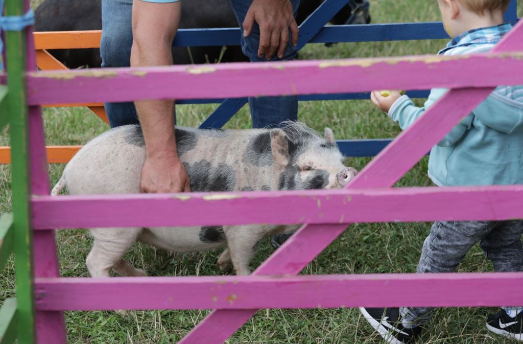 Der Streichelzoo mit Schweinchen Hillary  war am Wochenende vor allem eine Attraktion für Familien.