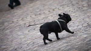 Die Polizei in Ditzingen bittet Personen, die die französische Bulldogge gesehen haben oder wissen, wo sie sich aufhält, sich unter der Telefonnummer 07156/4352-0 zu melden. Foto: dpa/Symbolbild