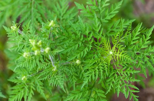 Die Ambrosia-Pflanze als der Allergie-Auslöser schlechthin. Ihre Pollen können  Heuschnupfen, Bindehautentzündungen oder gar Asthma auslösen, heißt es bei der Landesanstalt für Umwelt, Messungen und Naturschutz (LUBW) Foto: dpa-Zentralbild
