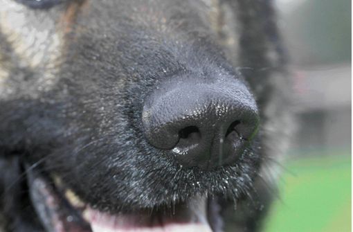 Ein junger Schäferhund bewies bei seinem ersten Rettungseinsatz gleich einen guten Riecher. (Symbolbild) Foto: imago