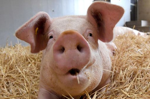 Schweine werden bis zur Aufklärung der Vorwürfe in Backnang nicht geschlachtet. Foto: dpa/Marijan Murat