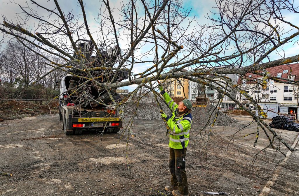 Mit einem Schaufelbagger werden die Bäume am Kallenberg’schen Areal aus der Erde geholt und per Lastwagen abtransportiert. Auf dem Bietigheimer Lothar-Späth-Carrée (rechts) werden Mammut- und andere für hiesige Gefilde untypische Bäume gefällt.