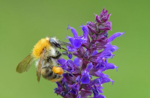 Das Insektensterben ist allgegenwärtig – auch  Bienen sind bedroht. Foto: dpa/Patrick Pleul
