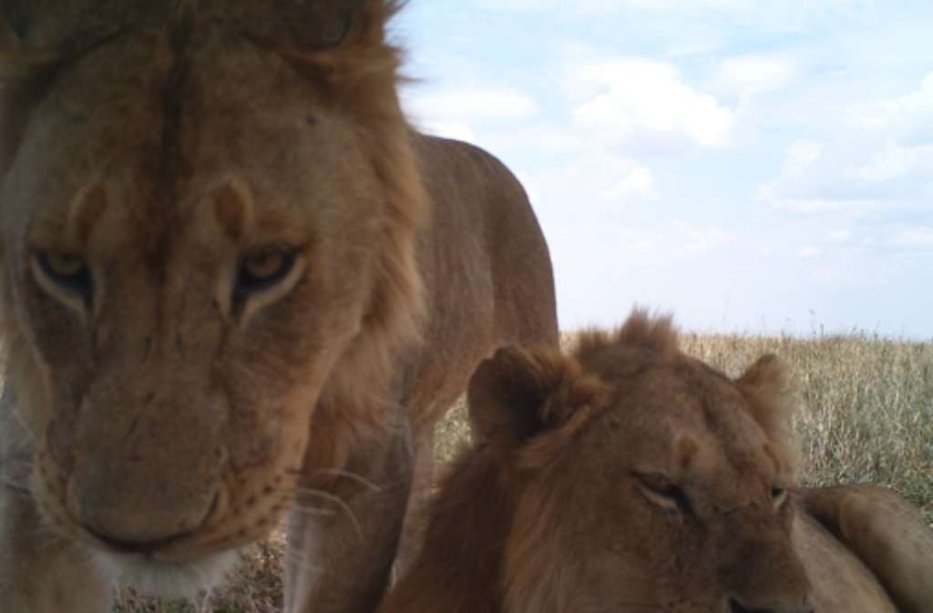 Zwei Löwen vor einer Fotofalle in der Serengeti. Amerikanische Experten haben zusammen mit 28.000 freiwilligen Helfern rund 1,2 Millionen Fotos von Kamerafallen in der Serengeti ausgewertet und katalogisiert.