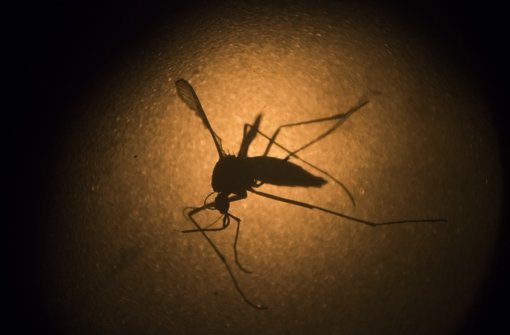 Der Überträger und Übeltäter unter mikroskopischer Beobachtung:  eine Mücke vom Typ Aedes aegypti. Foto: AP