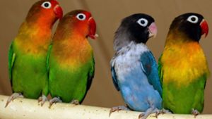 Die Junkie-Papageien