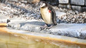Gestohlener Pinguin tot gefunden - ohne Kopf