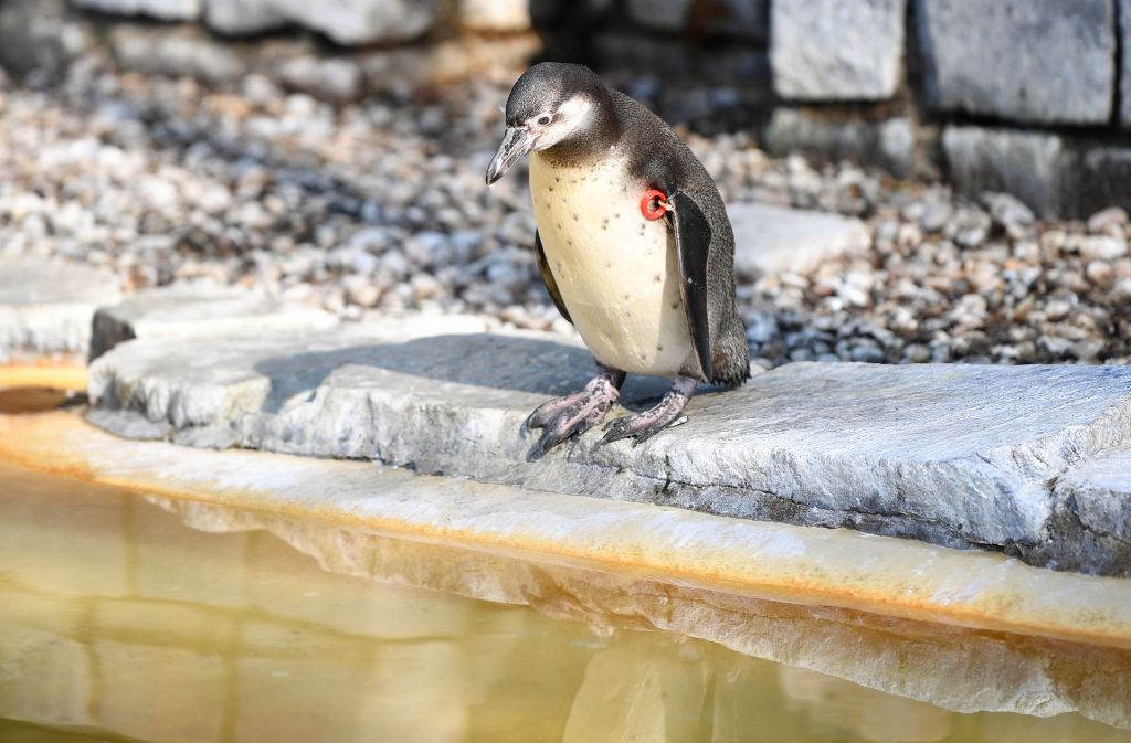 In Mannheim wurde ein junger Humboldt-Pinguin aus einem Tiergehege gestohlen. Foto: dpa