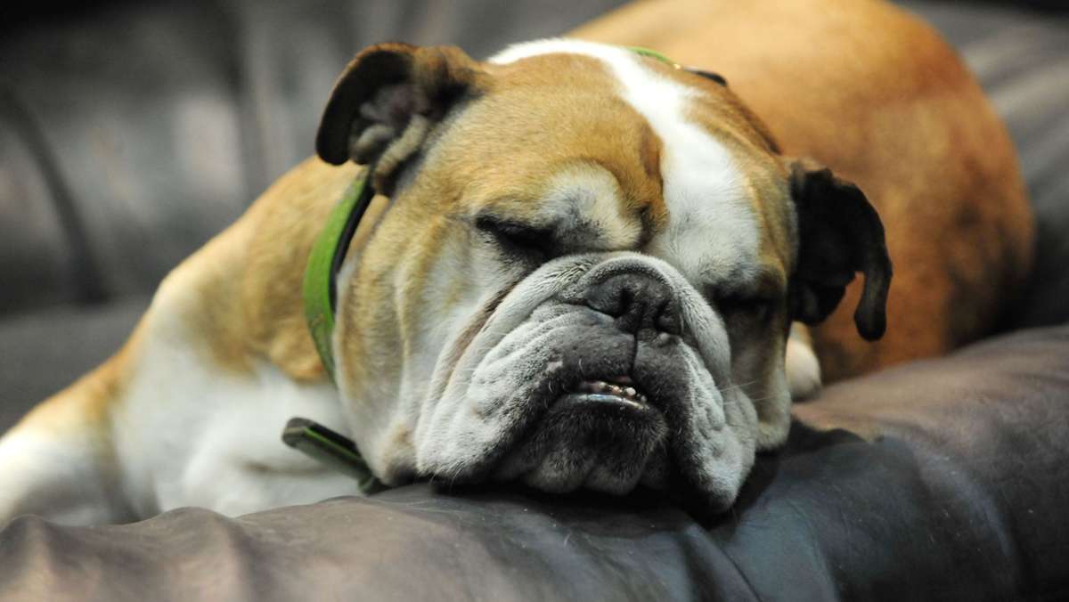 Hund mit massiven Verletzungen: Rasierklingen im Körper – Bulldogge eingeschläfert