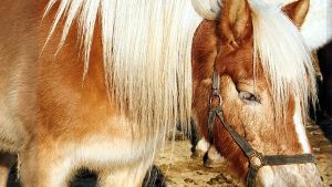 In Birkach können Kinder auf Ponys reiten. Foto: Archiv