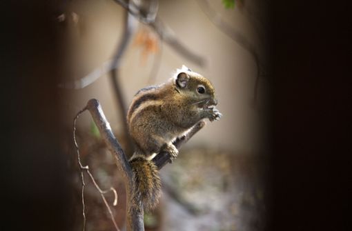 Das chinesische Baumstreifenhörnchen ist der neueste Bewohner im Tierpark. Foto: Ines Rudel