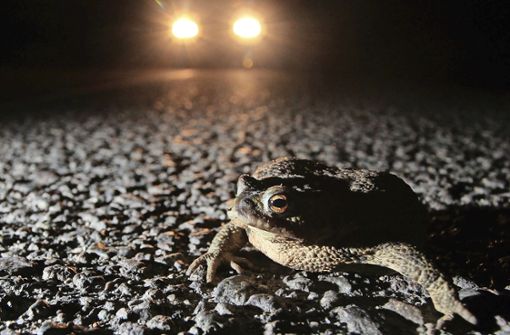 Gefährliche Wanderung: Die Kröten begeben sich zu ihren Laichplätzen. Foto: Archiv