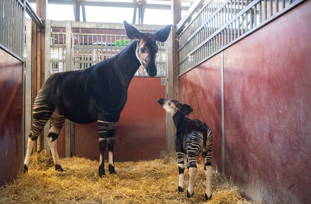 Trinken lassen hat Stuttgarts Okapi-Mama Nyota ihr Baby seit der Geburt vor gut einer Woche noch nicht.
