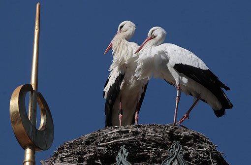Einträchtig stehen sie Seite an Seite auf dem Rand des Nests: Die Storchendame der Wilhelma (rechts) und ihr neuer Verehrer. Foto: Wilhelma Stuttgart