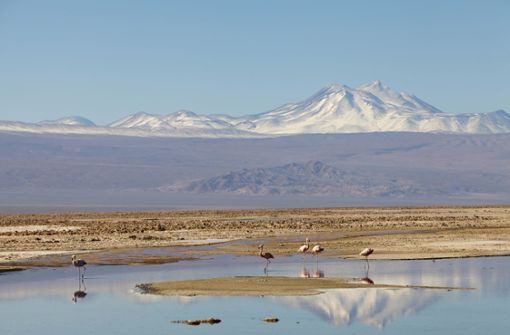 Flamingos im Salzsee Salar de Atacama. Foto: imago images/DANITA DELIMONT STO