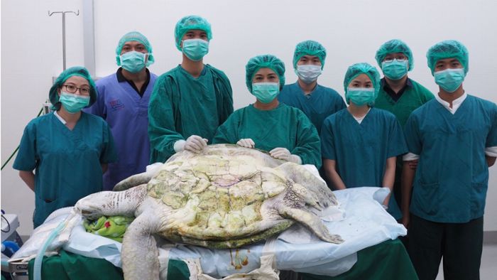 Ärzte operieren tausend Münzen aus Schildkröte
