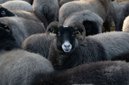 Manche Schafe haben ein extrem dichtes Wollkleid. Foto: dpa